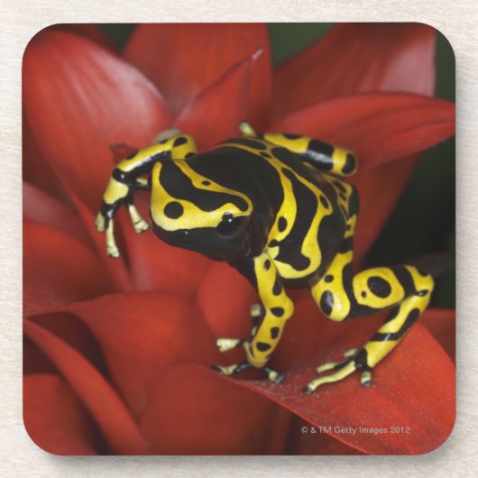 Orange mit einem Band versehene Pfeilfrosch Untersetzer (Vorderseite)