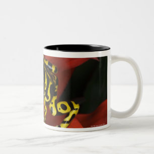Orange mit einem Band versehene Pfeilfrosch Zweifarbige Tasse