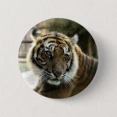 Orange mit schwarzen Streifen Bengalisches TigerFo Button (Vorderseite)