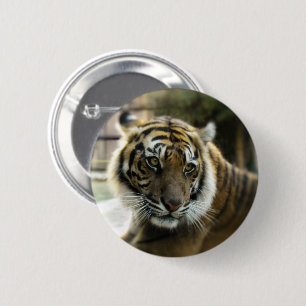 Orange mit schwarzen Streifen Bengalisches TigerFo Button