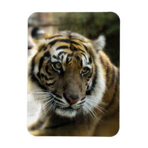 Orange mit schwarzen Streifen Bengalisches TigerFo Magnet