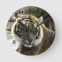 Orange mit schwarzen Streifen Bengalisches TigerFo