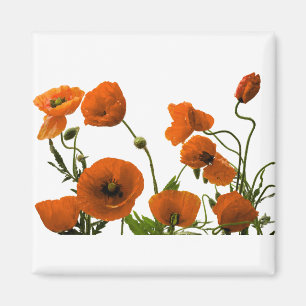 Orange Mohnblumen-Blumenwatercolor-Blumenmuster Magnet