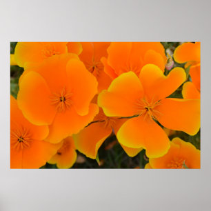Orange Mohnblumen-im Frühjahr Plakat