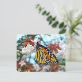 Orange Monarch Butterfly Postkarte (Stehend Vorderseite)