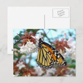 Orange Monarch Butterfly Postkarte (Vorne/Hinten)