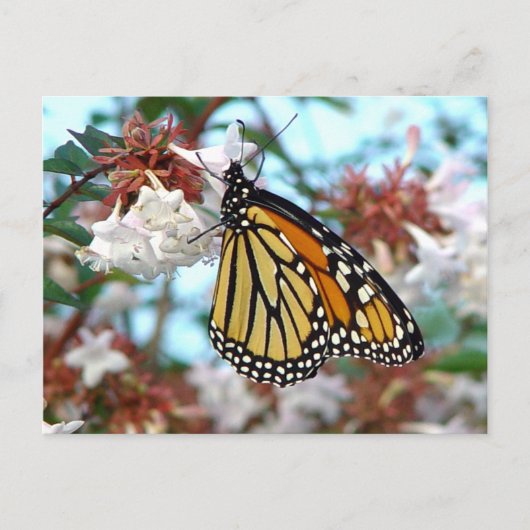 Orange Monarch Butterfly Postkarte (Vorderseite)