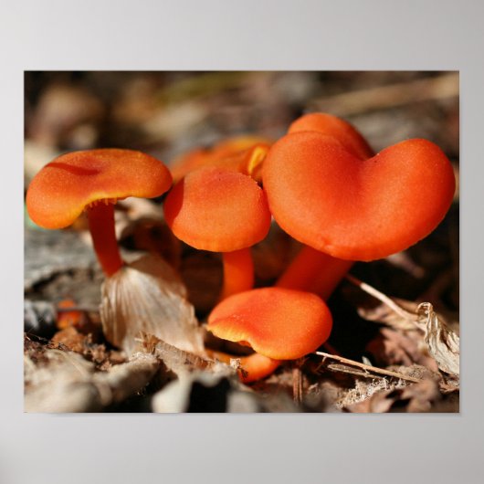 Orange Mushroom Family Nature Poster (Vorne)