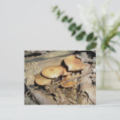 Orange Mushroom Group Postkarte (Stehend Vorderseite)