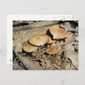 Orange Mushroom Group Postkarte (Vorne/Hinten)