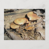 Orange Mushroom Group Postkarte (Vorderseite)