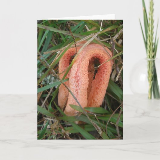 Orange Mushroom OBX Notecard Feiertagskarte (Vorderseite)