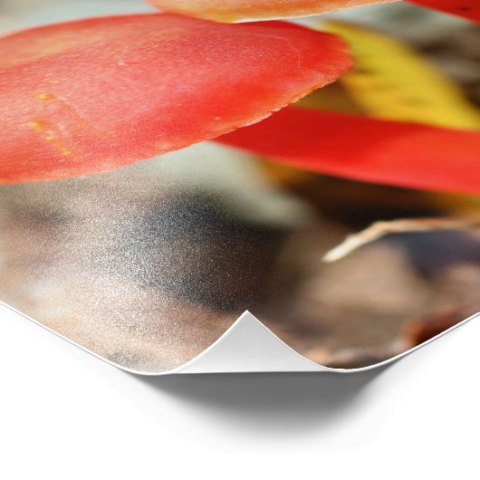 Orange Mushroom Pair Nature Fotodruck (Ecke)