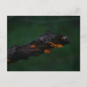 Orange Mushrooms Fotografie Postkarte (Vorderseite)