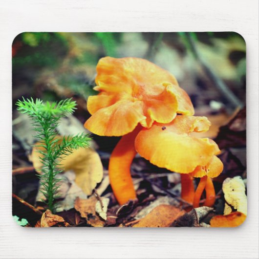 Orange Mushrooms Nature Mousepad (Vorne)