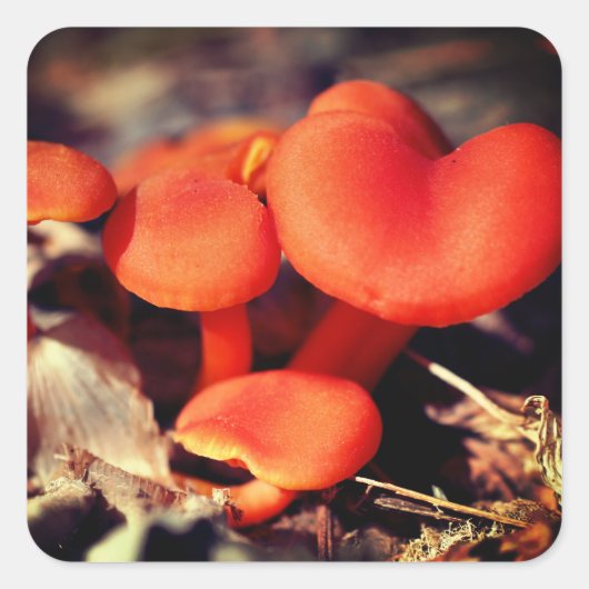 Orange Mushrooms Nature Quadratischer Aufkleber (Vorderseite)