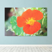 Orange Nasturtium Bloom Leinwanddruck (Insitu (Holzboden))