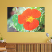 Orange Nasturtium Bloom Leinwanddruck (Insitu (Wohnzimmer))