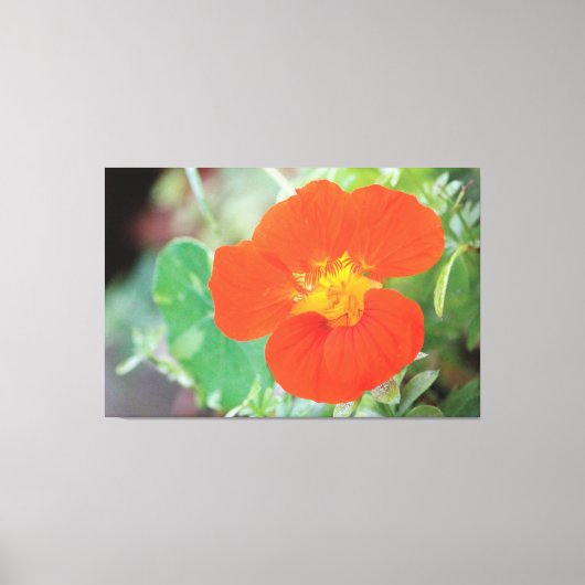 Orange Nasturtium Bloom Leinwanddruck (Vorderseite)