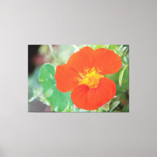 Orange Nasturtium Bloom Leinwanddruck