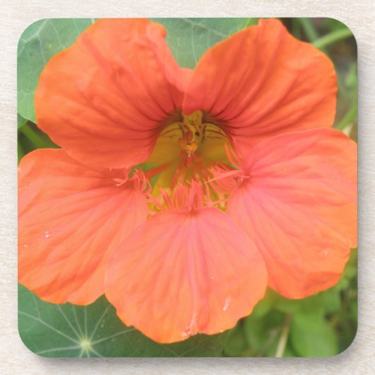Orange Nasturtium Blume Cork Untersetzer (Vorderseite)