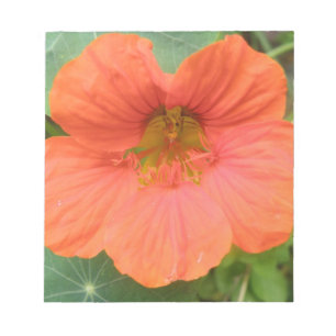 Orange Nasturtium Blume Notepad Notizblock
