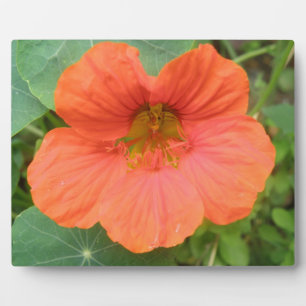 Orange Nasturtium Blume Plaque Fotoplatte