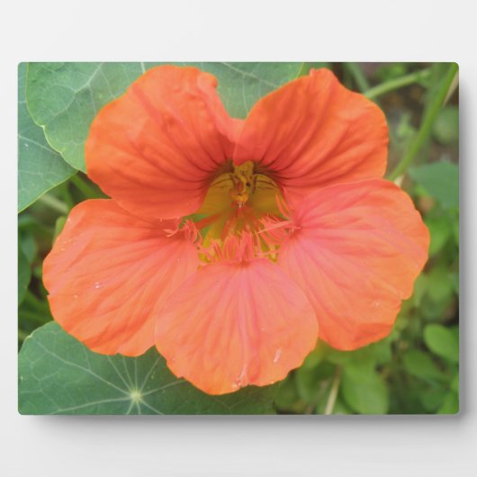 Orange Nasturtium Blume Plaque Fotoplatte (Vorderseite)