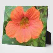 Orange Nasturtium Blume Plaque Fotoplatte (Seite)