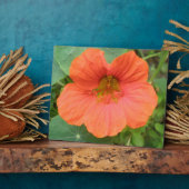 Orange Nasturtium Blume Plaque Fotoplatte (Seite)