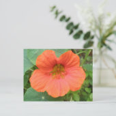 Orange Nasturtium Blume Postkarte (Stehend Vorderseite)