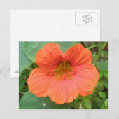 Orange Nasturtium Blume Postkarte (Vorne/Hinten)