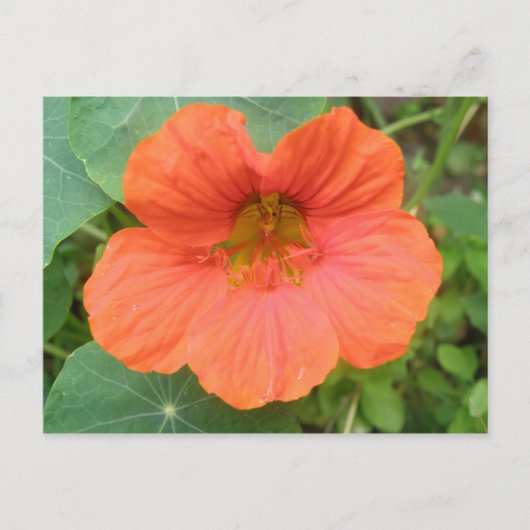 Orange Nasturtium Blume Postkarte (Vorderseite)