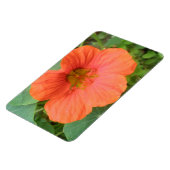 Orange Nasturtium Blume Premium Magnet (Linke Seite)