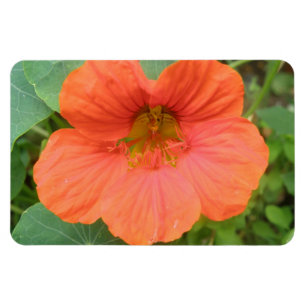 Orange Nasturtium Blume Premium Magnet