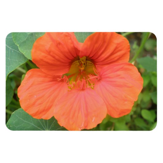 Orange Nasturtium Blume Premium Magnet (Horizontal)