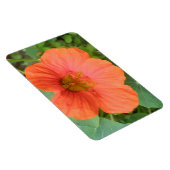 Orange Nasturtium Blume Premium Magnet (Rechte Seite)