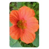 Orange Nasturtium Blume Premium Magnet (Vertikal)