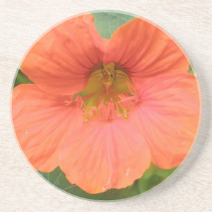 Orange Nasturtium Blume Untersetzer
