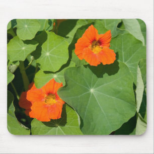 Orange Nasturtium Mouse Pad Mousepad