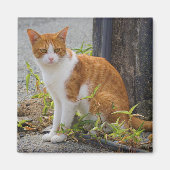 Orange Niedlich Kitty Cat Magnet (Vorne)