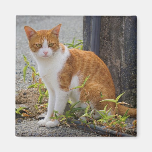 Orange Niedlich Kitty Cat Magnet (Vorne)