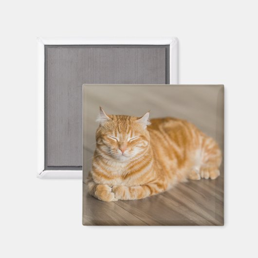 Orange Niedlich Kitty Cat Magnet (Vorderseite/Rückseite)