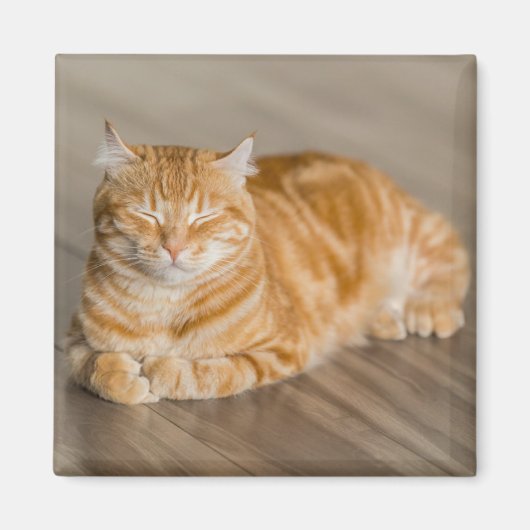 Orange Niedlich Kitty Cat Magnet (Vorne)