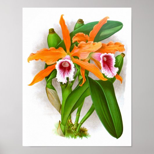 Orange Orchid Blume Nr. 10 Wall Art Print Poster (Vorne)