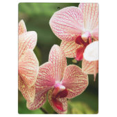 Orange Orchid Hybrid, Südafrika Klemmbrett (Rückseite)
