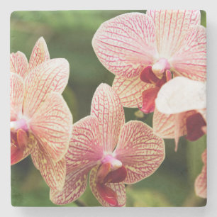 Orange Orchid Hybrid, Südafrika Steinuntersetzer