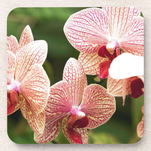 Orange Orchid Hybrid, Südafrika Untersetzer (Vorderseite)