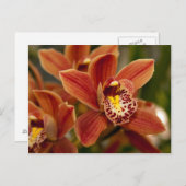Orange Orchideen-Blumen Postkarte (Vorne/Hinten)