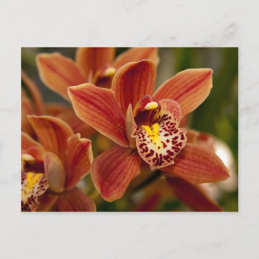 Orange Orchideen-Blumen Postkarte (Vorderseite)